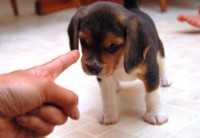 puppy-being-trained-300x172