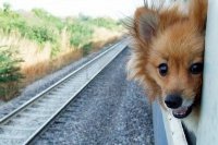 собака в поезде