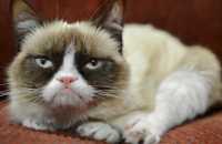 grumpy_cat_0